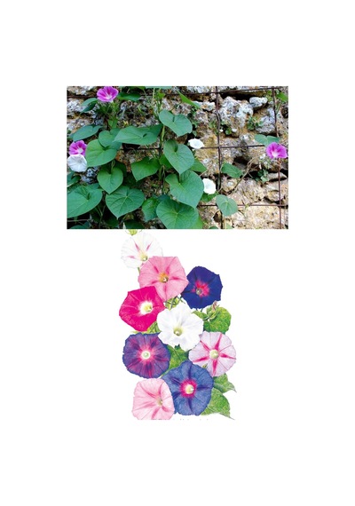 Sabah Sefası Sarmaşık Tohumu Çok Renkli Karışım Ipomoea