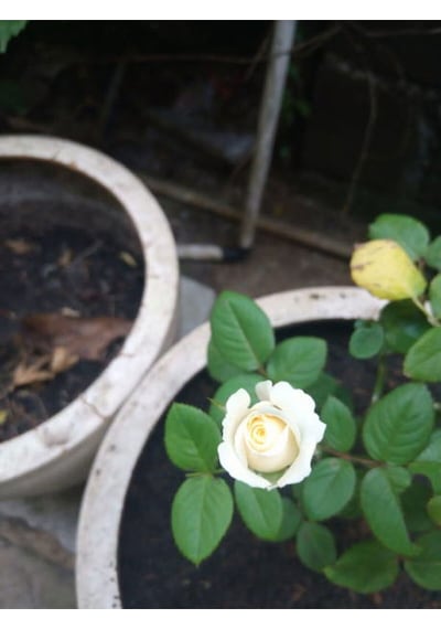 Videolu Aşılı Yediveren Kokulu Krem Gül Fidanı 10-15 Cm Saksılı Cream Rose Sapling