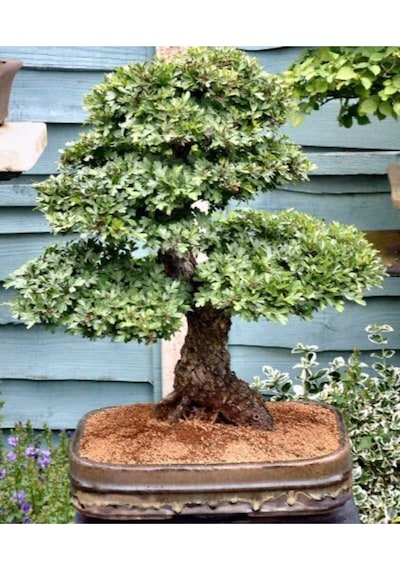 Nadir Ithal Bodur Sarı Alıç Bonzai Ağacı Tohumu 3 Tohum Bonsai Tohumu