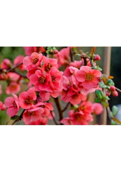 Videolu Pembe Bahar Dalı Çiçeği Fidanı 40-60 Cm Saksılı Çiçekli Bodur Spring Branch Flower
