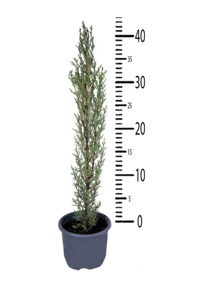 Kara Selvi - Mezarlık Servi Saksı'da - Cupressus Sempervirens - 35-45 Cm Dikime Hazır
