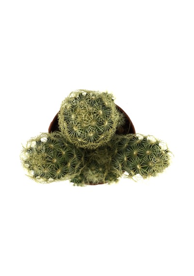 Mammillaria Elongata 'Subcrosea' (Kaktüs) Ø5,5 CM Y0-10 CM