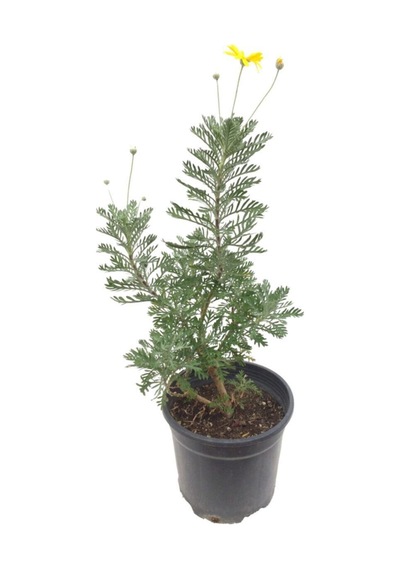 Videolu Sarı Papatya/çalı Papatyası 30-45 Cm Saksılı/tüplü Dış Mekan Sarmaşık Bitkileri Yellow Daisy