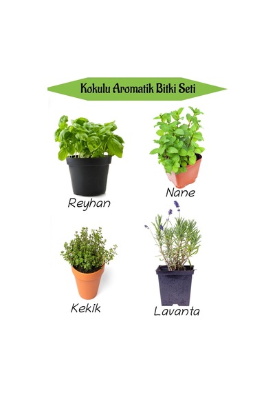 Aromatik Kokulu Mutfak Seti Reyhan+nane Fidanı+kekik+lavanta Fidesi 4 Adet