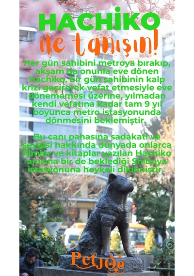 Petjoo 19.Hachiko Turuncu-Yeşil Qr'lı Köpek Künyesi