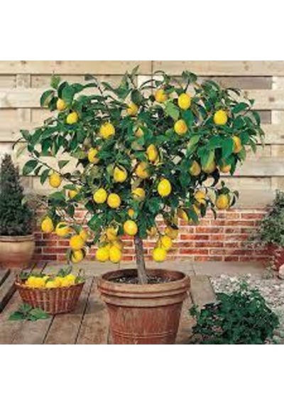 10 Adet Tohum Bodur Bonsai Limon Ağacı Tohumu Italyan Limon Seti Saksı Toprak Sürpriz Hediyeli