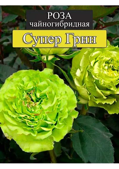 "super Green" Gül Fidanı