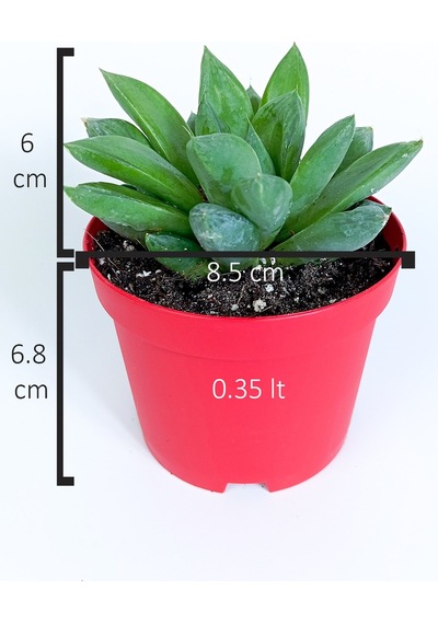 Haworthia Cuspidata Yıldız Sukulent Star Window Yeşil Gül 8.5 Cm