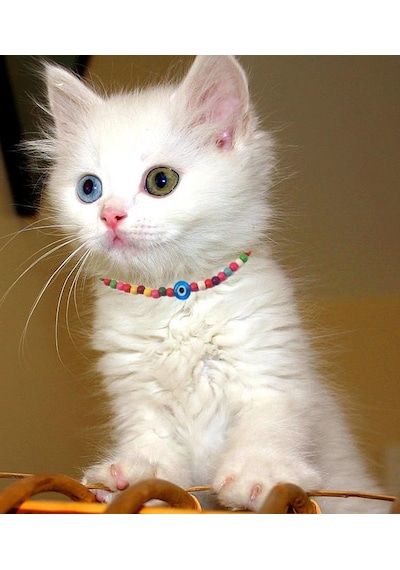 Karışık Renk Seramik Boncuk Nazar Boncuklu Kedi Tasması