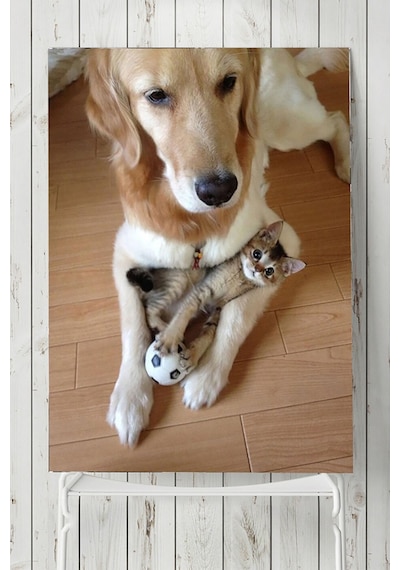 Kedi Köpek Hayvan Posteri