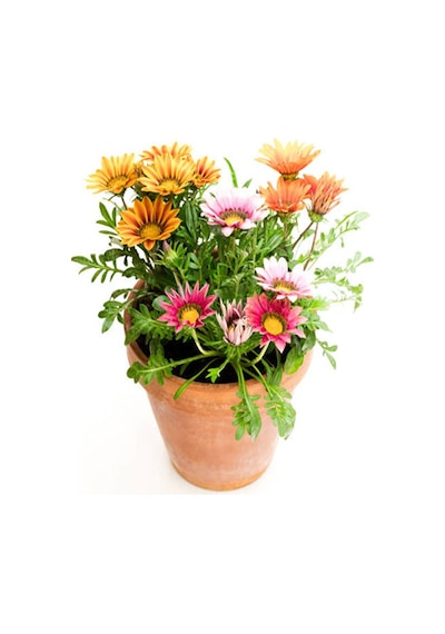 Thebestonline Karışık Renk 10 Adet Gazanya Koyun Gözü Çiçeği Fidanı 20-40cm Saksılı Gazania