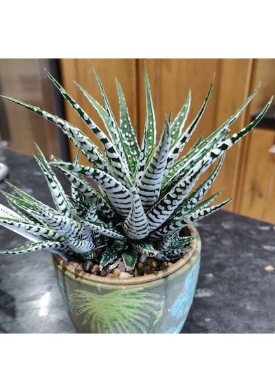 Haworthia Attenuata Albino 20 Adet