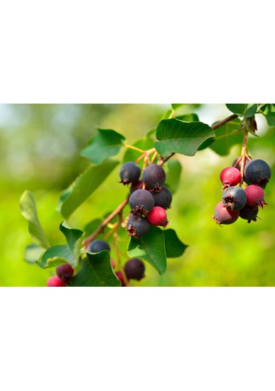 Saskaton Berry Fidanı