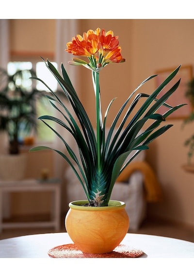 Clivia Miniata – Klivya