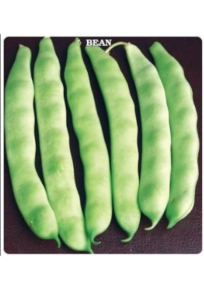 Simbo Oturak Fasulye Tohumu 100+ Tohum N117942