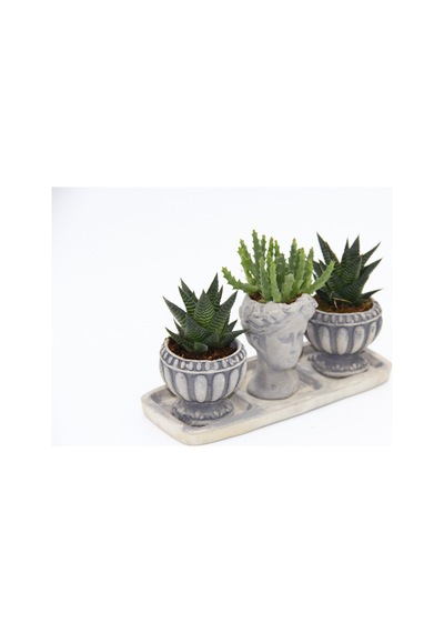 Trio Helen Gri Sukulent Seti - Haworthia Limifolia. Huernia