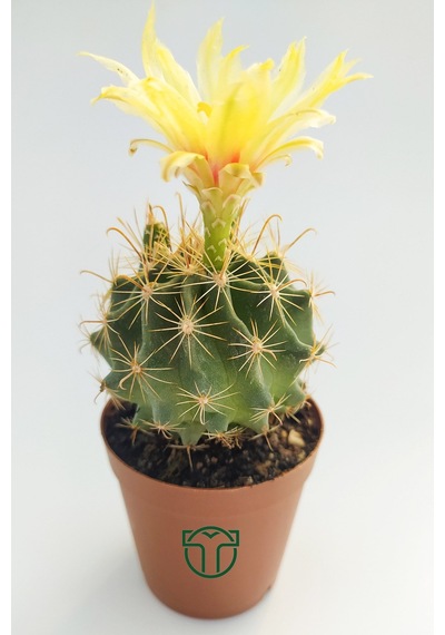 Thelocactus İdeas Çiçek Açan Kaktüs 5.5 Cm Saksıda