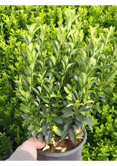 Dolgun Formlu Yeşil Taflan Bitkisi 1 Adet Saksılı 25-40cm Peyzaj Bitkisi