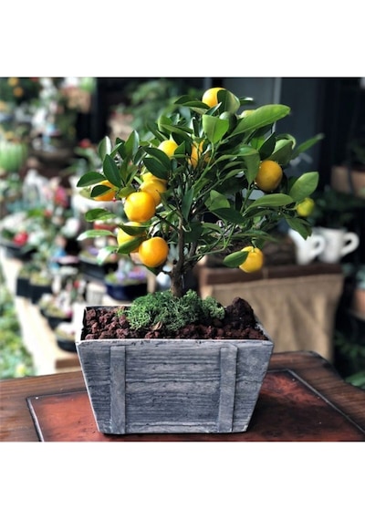 Kamkat Bonsai Kumquat Ağacı 3 Adet Tohum Al Saksı+torf Hediye Ev Ve Bahçe Için Ideal