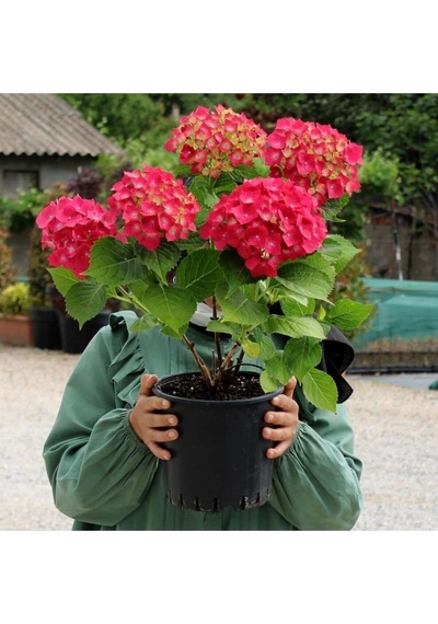 Videolu 4 Adet Kırmızı Çiçekli Ortanca Fidanı 30-60 Cm Tüplü Çiçekli Bodur Bitkiler Red Hydrangea