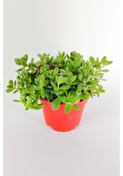 Crassula Rogersii Sarkan Sukulent Minik Yeşil Kadife Yapraklı 8.5