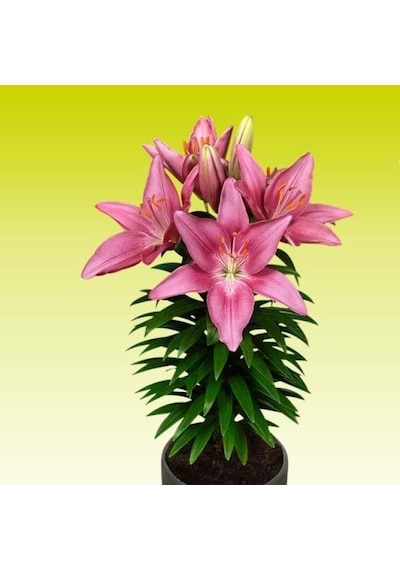 Kokulu Tiny Pearl Pembe Zambak Çiçeği Soğanı (1 adet)