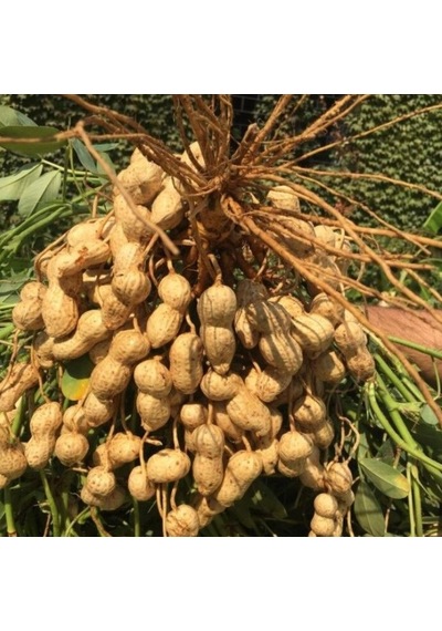 Yeni Sezon Çiğ Haşlamalık Taze Yer Fıstığı Taze Söküm 2 Kg