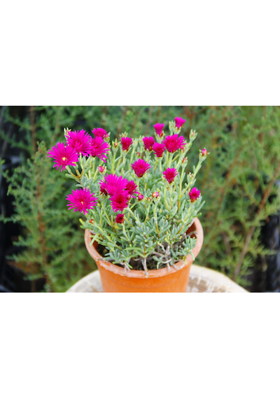 İZMİR GÜZELİ 5 ADET - PEMBE ÇİÇEKLİ ve ÇOK YILLIK BİTKİ (Saksıda)