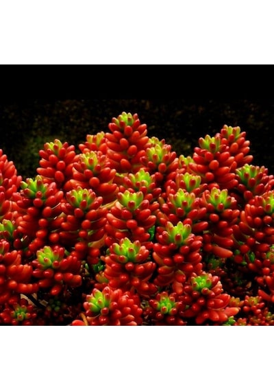 Sedum Rubrotınctum 10 Adet - Jelly Bean Sukulent