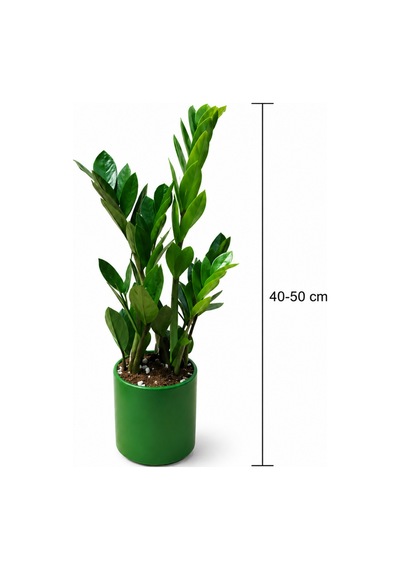Zeze Çiçeği - Zamia Yeşil Seramik Saksıda 40-50 Cm