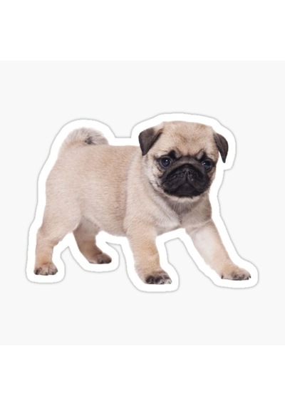 Pug Yavru Cinsi Köpek Sticker Araba Oto Yapıştırması 17Cm A4