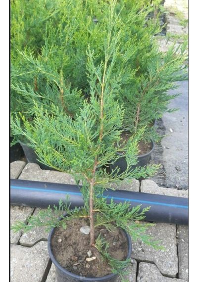 Videolu Kokulu 5 Adet Leylandi Fidanı 30-60cm Saksılı\tüplü Leyland Sapling