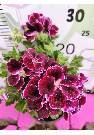 Bordo Ceylangözü Sardunya Pelargonium Domesticum - Renkli Süs Bitkisi