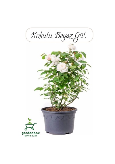 Saksılı Beyaz Renk Gül Fidanı 1 Adet 30-50cm Bahçe Gülü