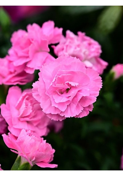 Muhteşem Kokulu 1 Adet Pembe Karanfil Çiçeği Fidanı 40-60cm Saksılı Carnation Flower