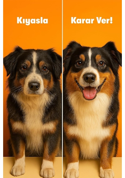 Biofeline Fish Oil Ve Omega 3 Ve 6 İçerikli Balık Yağı Ve Kedi Ve Köpekler İçin Tüy Ve Genel Zindelik Tamamlay
