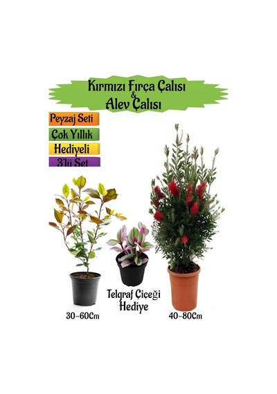 Kırmızı Fırça Çalısı+alev Çalısı Fidanı+telgraf Çiçeği Hediyeli Peyzaj Seti