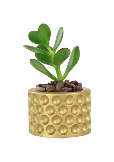 Mini Çiçek Saksı Küçük Sukulent Kaktüs Saksısı Puantiyeli Model - Altın