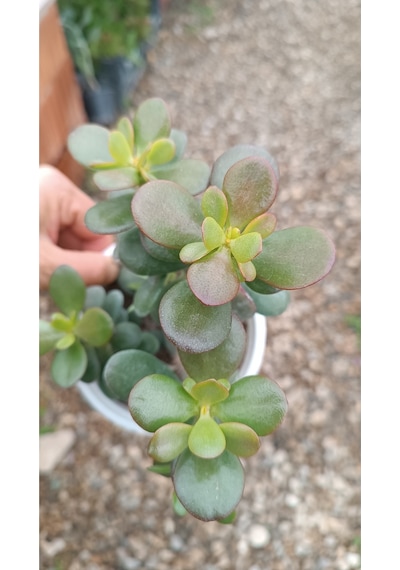 Crassula Ovata Minima 13 Cm Saksılı Mini Para Ağacı Sukulent