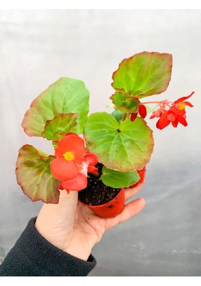 Karışık Renk Şeker Begonya Begonia Semperflorens 2 Adet 10-20 Cm
