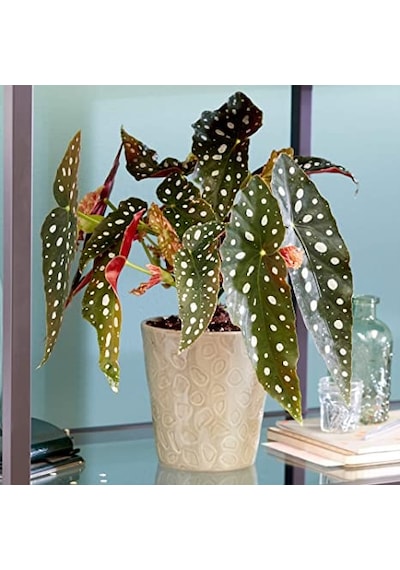 Çilli  Begonya – Begonia Maculata