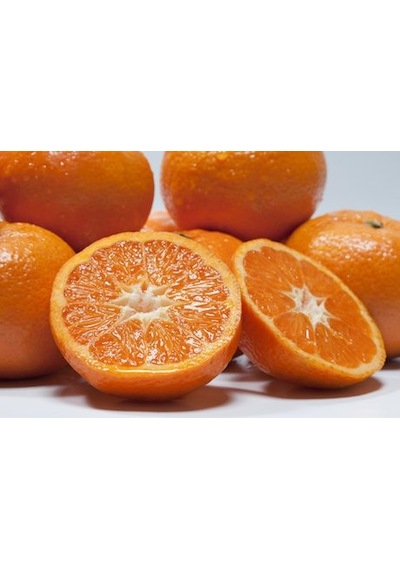Tüplü Aşılı Primasol Mandalina Fidanı Yaş 1-2 Boy 90-110Cm Bol V