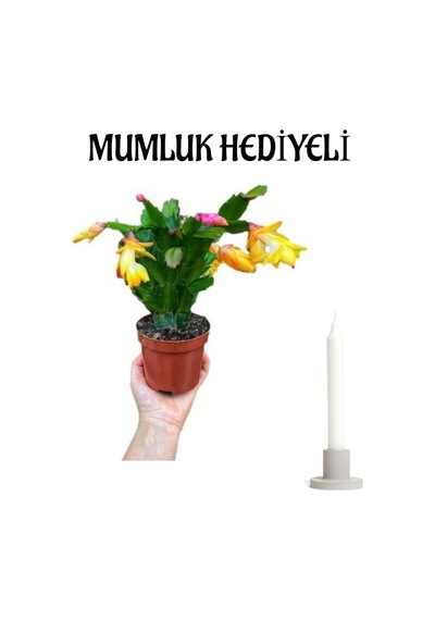 Anneler Gününe Özel Sarı Yılbaşı Çiçeği Mumluk Hediyeli Iç Mekan Çiçeği