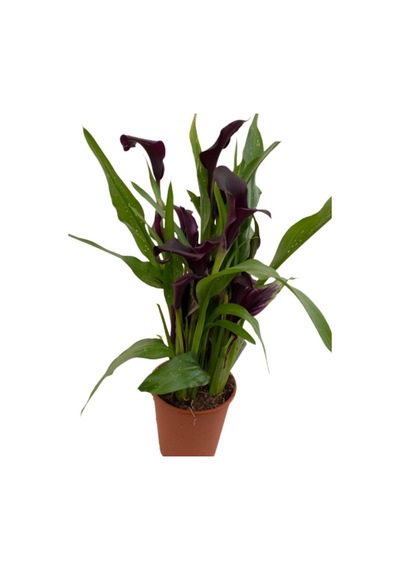 Gala Gelin Çiçeği Bordo 15-25 Cm