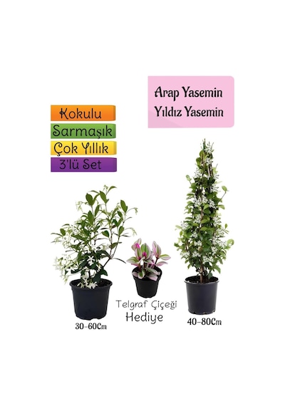 Kokulu Arap Yasemini+yıldız Yasemin Fidanı+telgraf Çiçeği 3'lü Peyzaj Seti