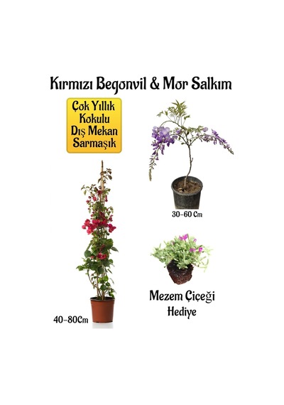Kırmızı Begonvil Çiçeği+mor Salkım Ağacı Fidanı Mezem Çiçeği Hediyeli Bahçe Peyzaj Seti