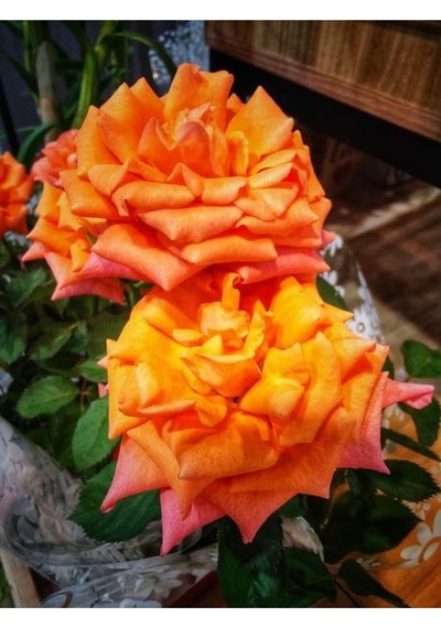 Ponpon Yediveren Kokulu Turuncu Renkli 40 65 Cm Saksılı Aşılı Gül Orange Rose
