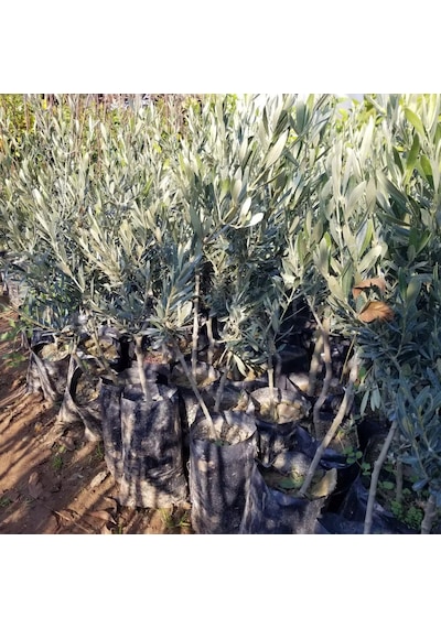 Kırmalık ve Çizmelik Akhisar Uslu Zeytin Fidanı