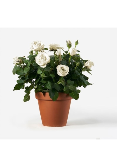 Yediveren Saksılı Beyaz Gül 20-30cm 10 Adet