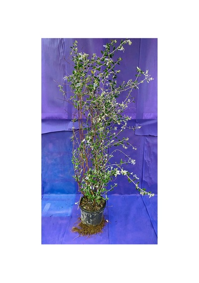 Zeytin Çalısı Süs Bitkisi